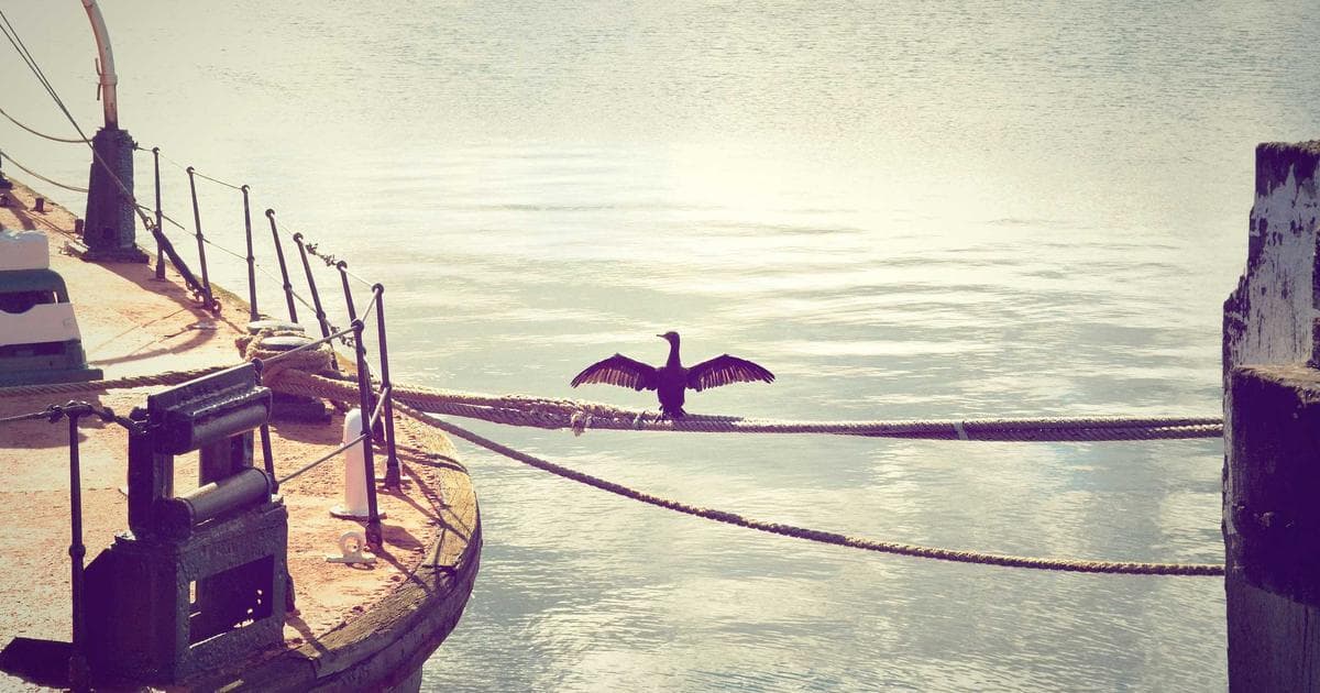 Yield ETF NAV Decay Explained: Why Big Distributions Can Still Leave You Behind